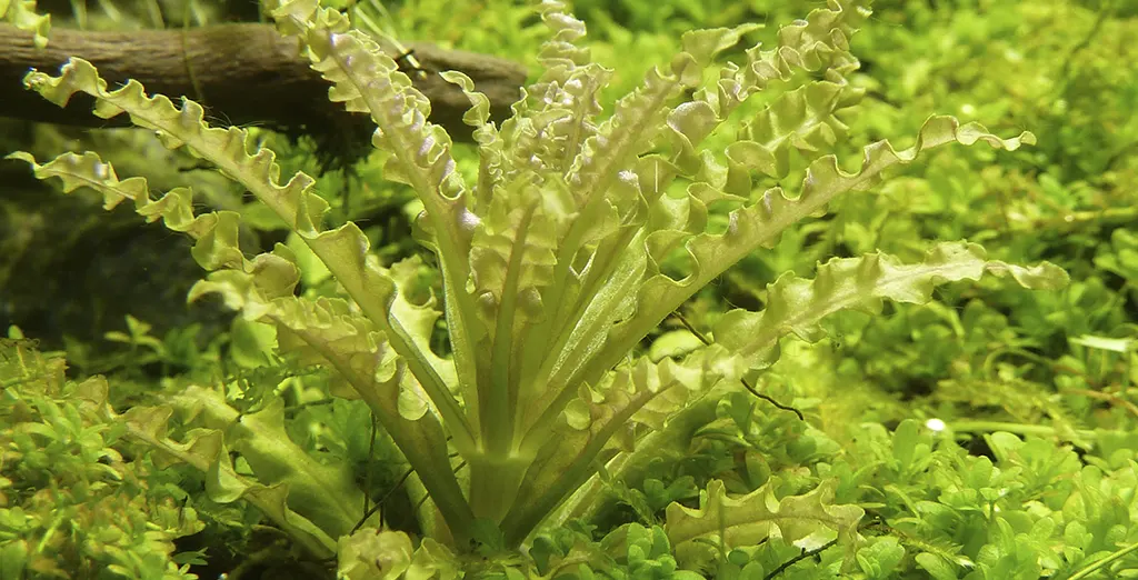 Detalle de la pogostemon en primer plano, dentro de un acuario y cultivada en sumergido