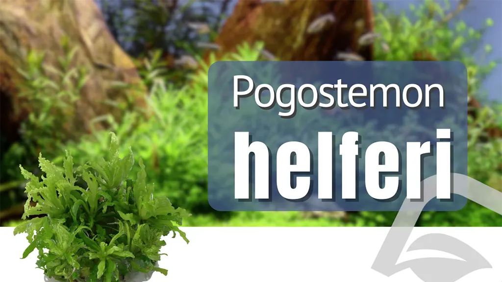 Artículo del blog de nascapers sobre la planta para acuarios Pogostemon helferi