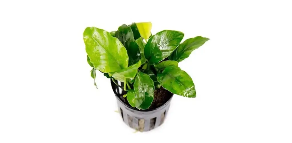 Anubias Nana Var. Wrinkle Leave