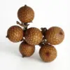 Fruto de Calamus 50 gr nascapers.es