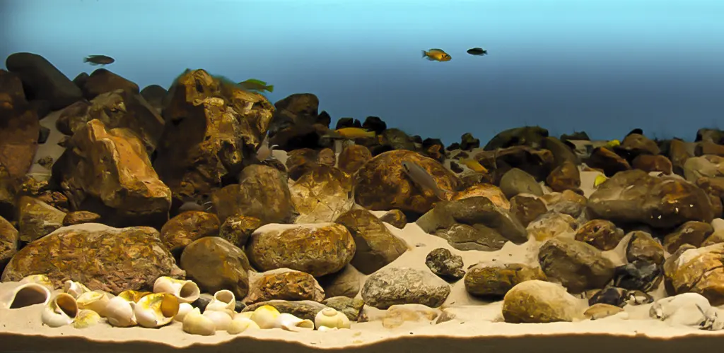 Acuario que simula el fondo del lago tanganika