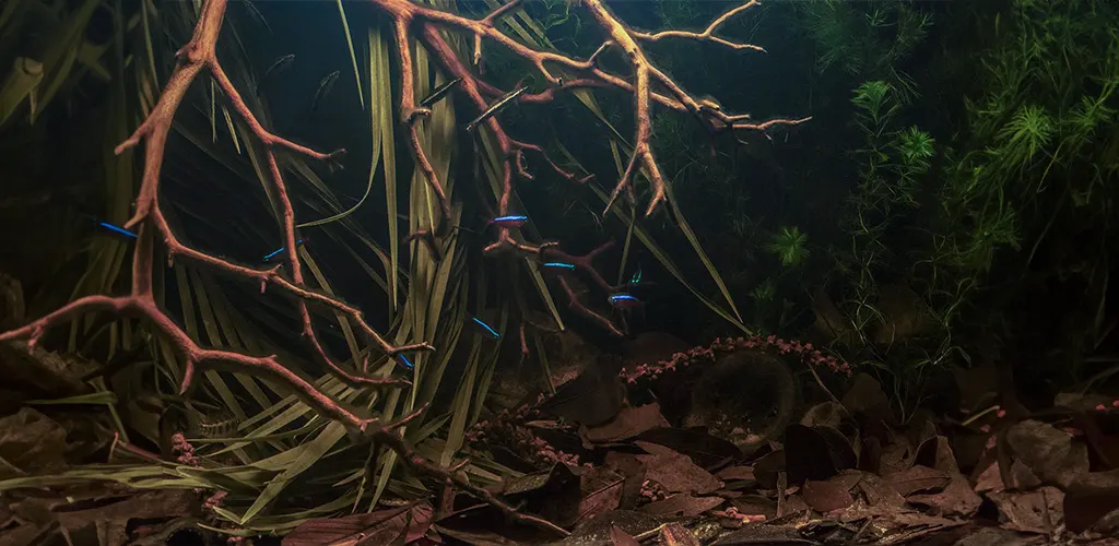 Amazonian biotope aquarium