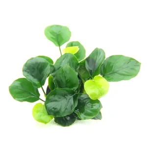 Anubias Barteri Coin Leaf