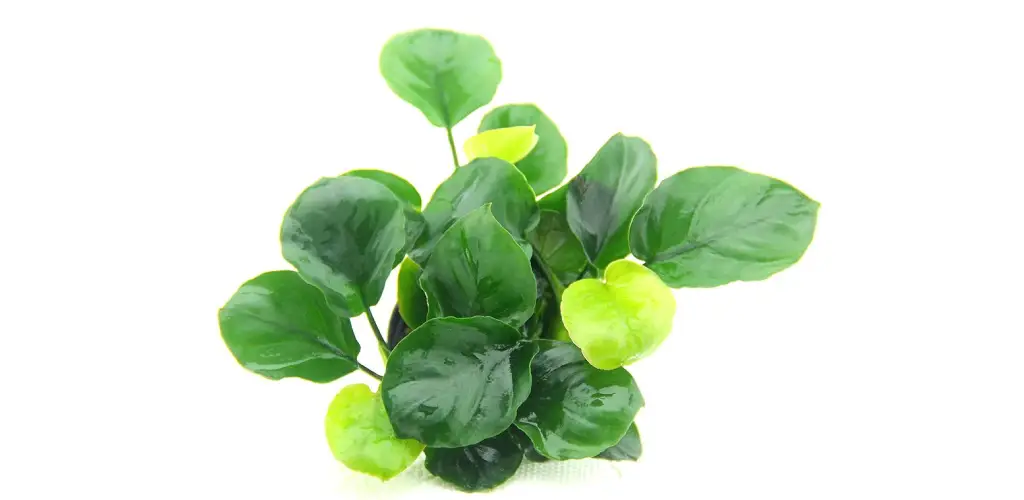 Anubias Barteri Coin Leaf