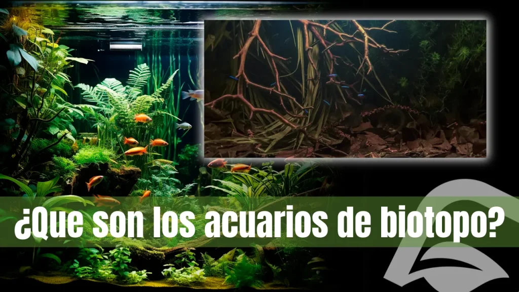 ¿Qué son los acuarios de biotopo?