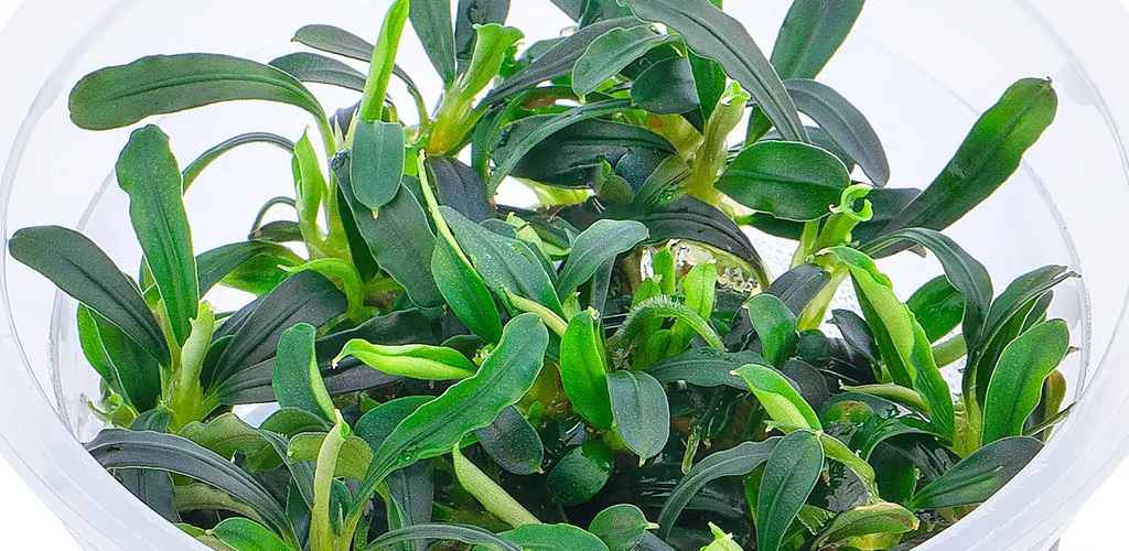 Bucephalandra sp Aqua Artica