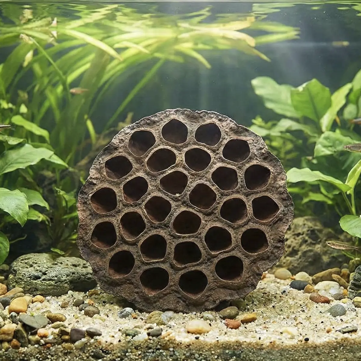 Cáscara de loto seco 1 unid nascapers.es