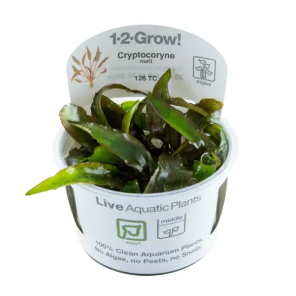 Cryptocoryne nurii los mejores precios en NAscapers