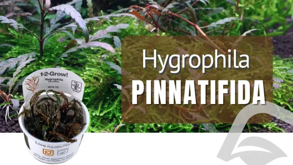 Guía completa sobre la planta de acuarios HYGROPHILA PINNATIFIDA