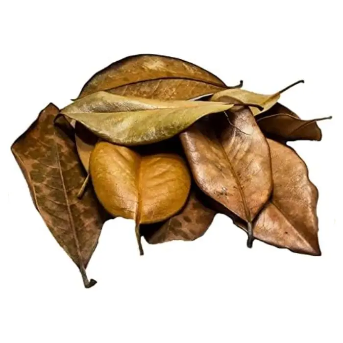 Hojas de Magnolio al mejor precio en NAscapers