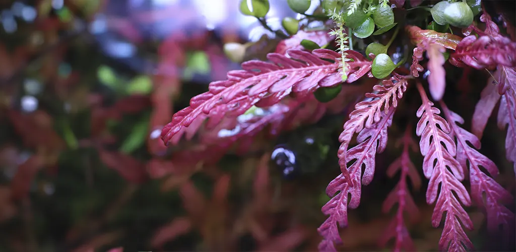 Hygrophila pinnatifida de venta en nascapers tu tienda de acuariofilia online al mejor precio