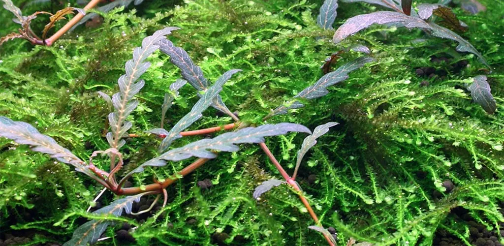 Hygrophila pinnatifida guía completa de la planta en nuestro blog nascapers.es