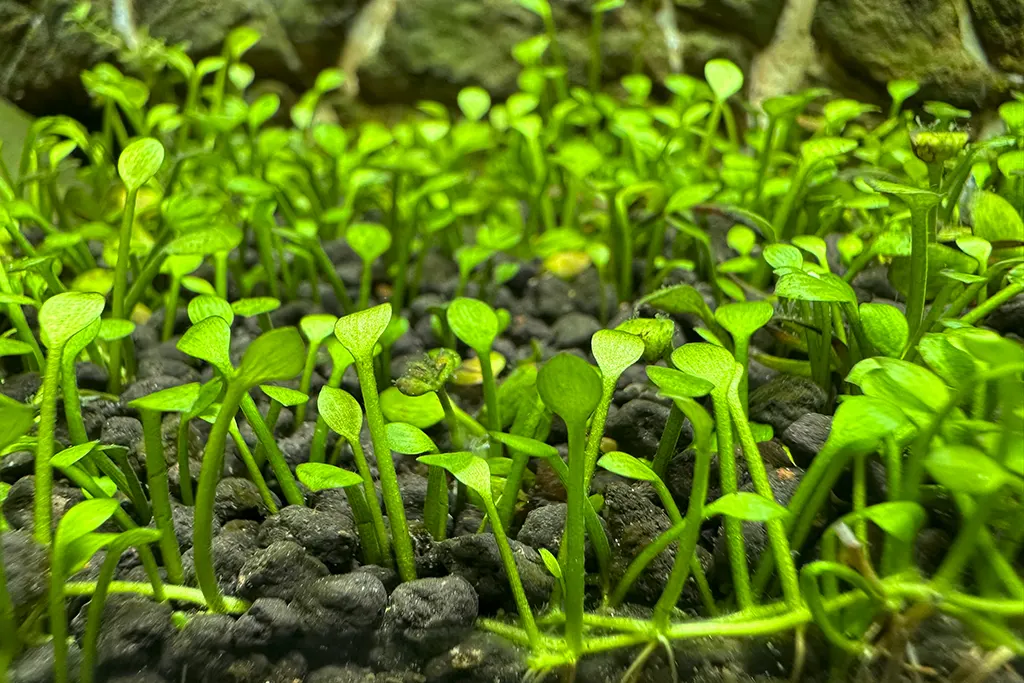 Marsilea minuta de venta online en nascapers a bajo precio