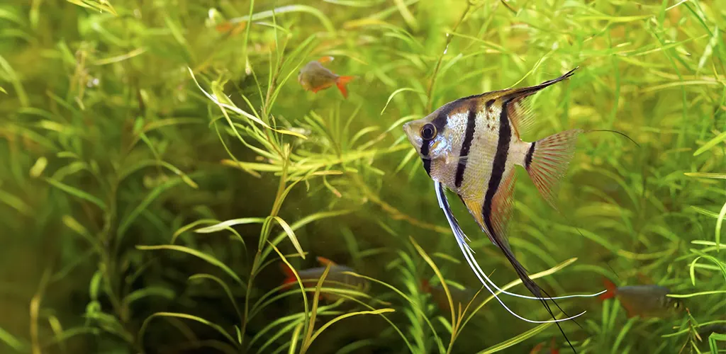 Pez escalar en un acuario plantado. Es una variedad que suele mordisquear las plantas, pero no se las come.