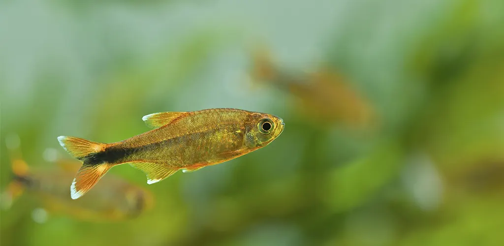 Pez tropical ideal para un acuario plantado, Tegra cobre en primer plano con el fondo del acuario desenfocado.