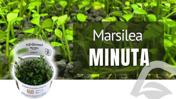 Artículo del Blog de NAscapers sobre la Marsilea Minuta, una planta tapizante fácil y de poco manteminiento.