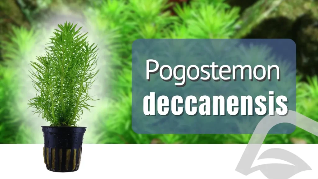 Pogostemon deccanensis en el acuario plantado. Resolvemos tus dudas.