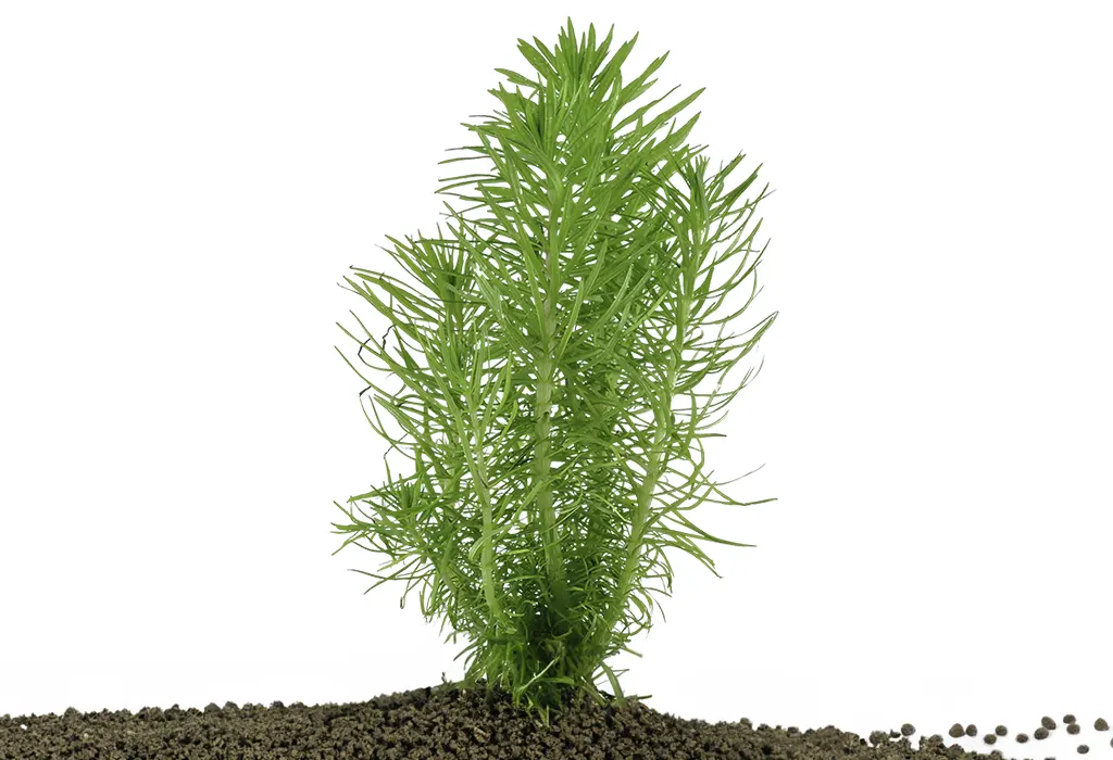 pogostemon deccanensis plantada sobre sustrato nutritivo para acuarios