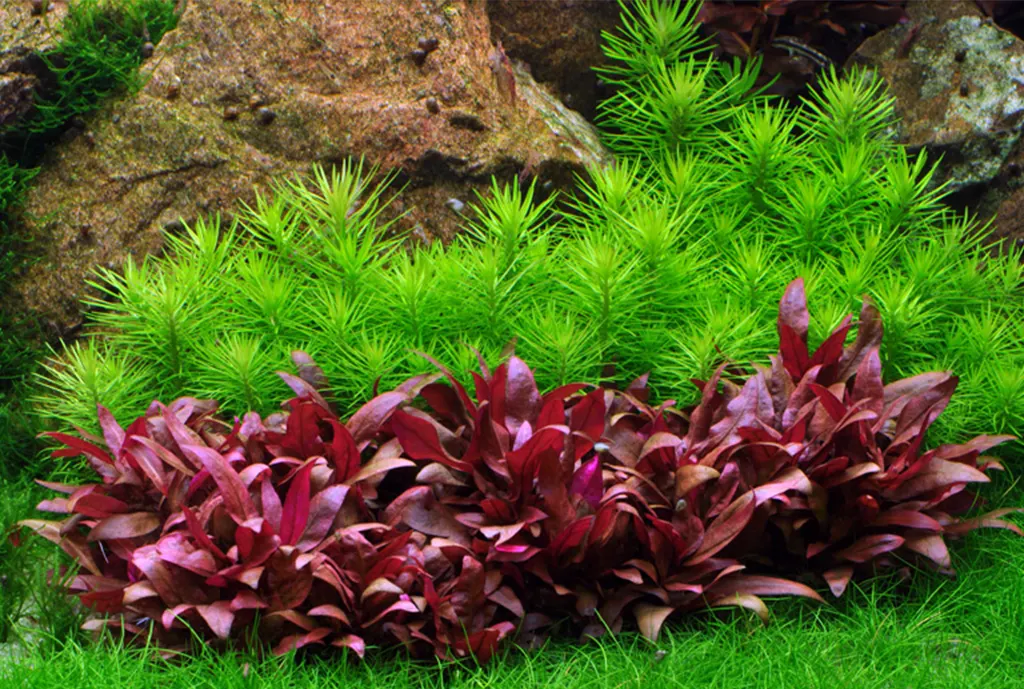 Bonito plantado de la Pogostemon en un acuario de agua dulce.