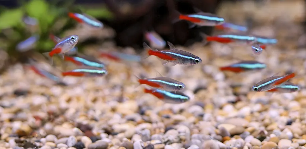 Cardumen de Tetra neon en un acuario con grava.