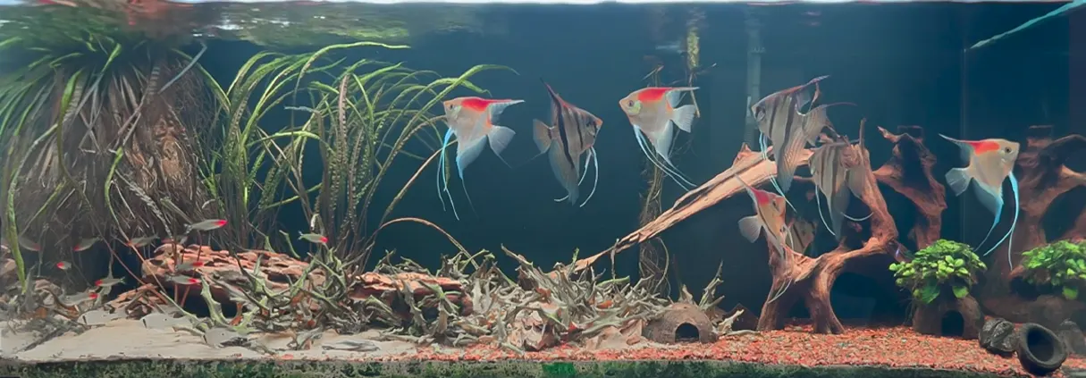 Biotopo amazónico con peces escalares