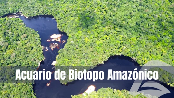 Acuario de biotopo amazónico río Orinoco