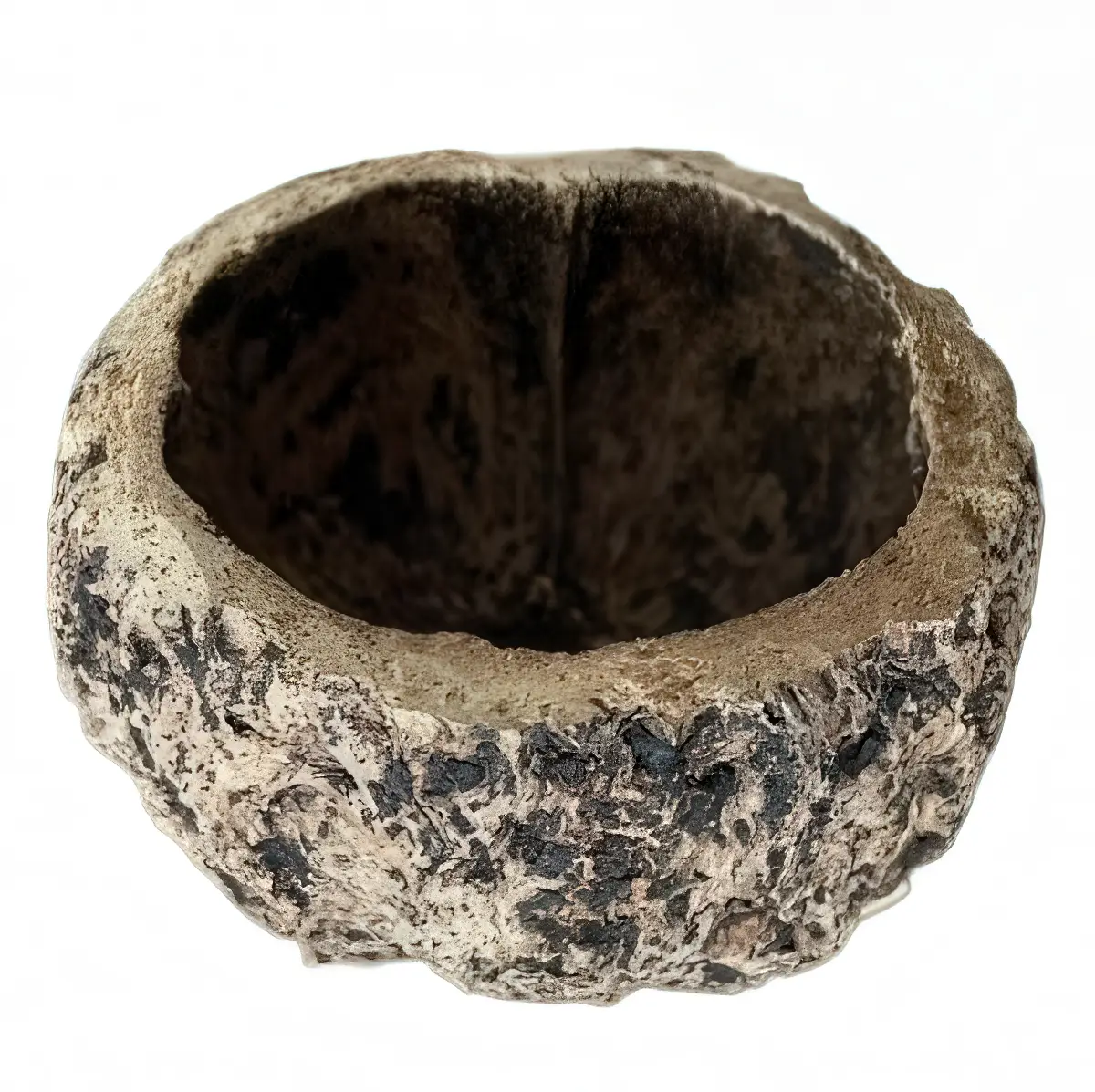 Nuez de Brasil nascapers.es