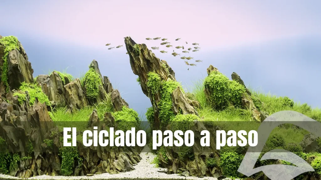 ciclado acuario plantado paso a paso