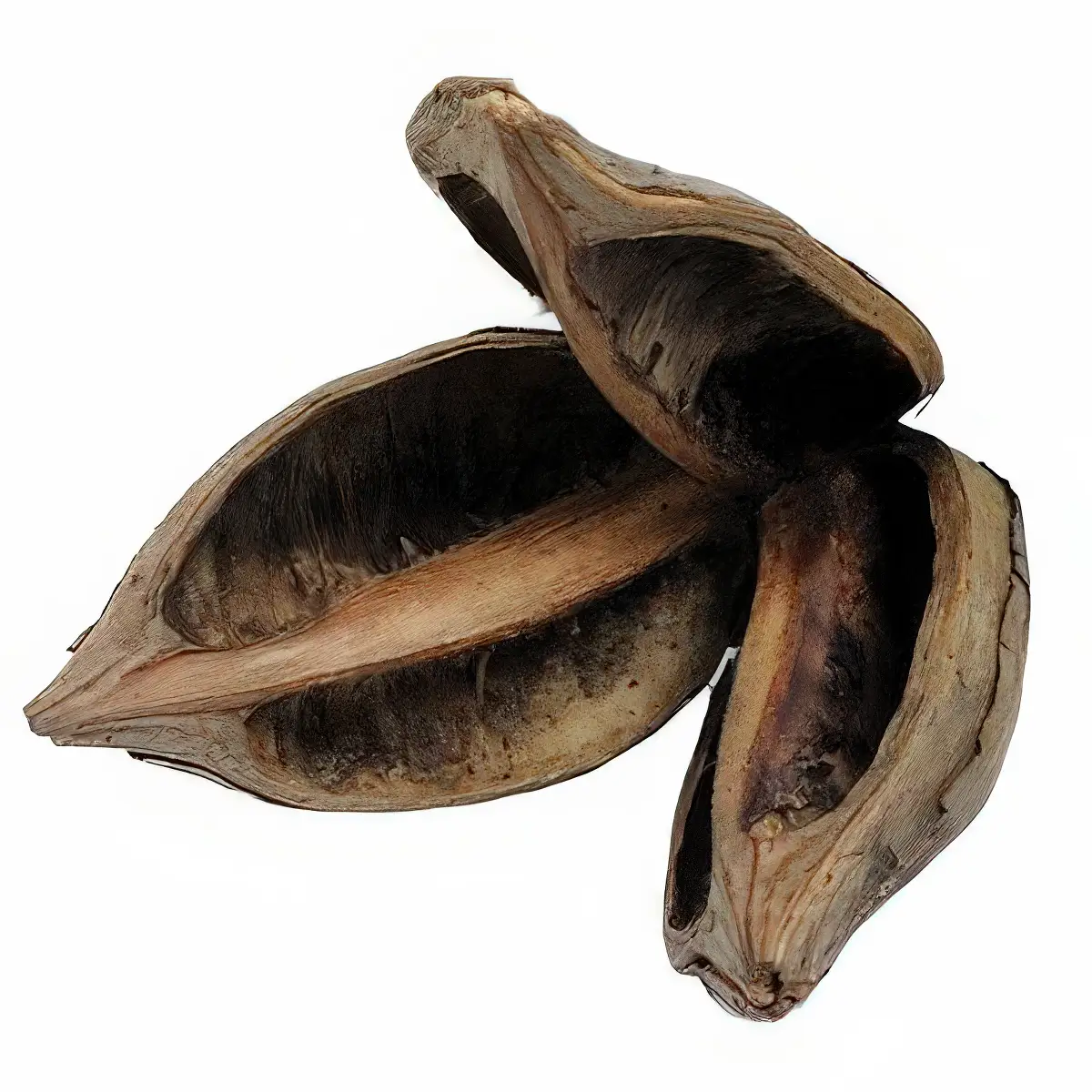 Flor Socoroca 1 unid nascapers.es