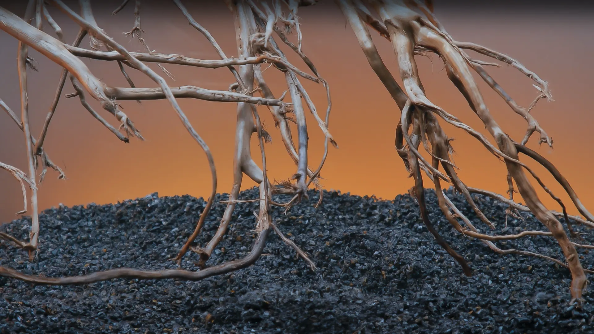 Los troncos son parte fundamental en la elaboración de un acuario de biotopo amazónico.