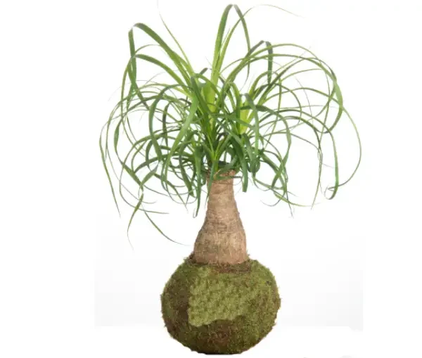 Kokedama Beaucarnea al mejor precio en NAscapers