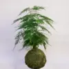 Kokedama esparraguera plumosa al mejor precio en NAscapers