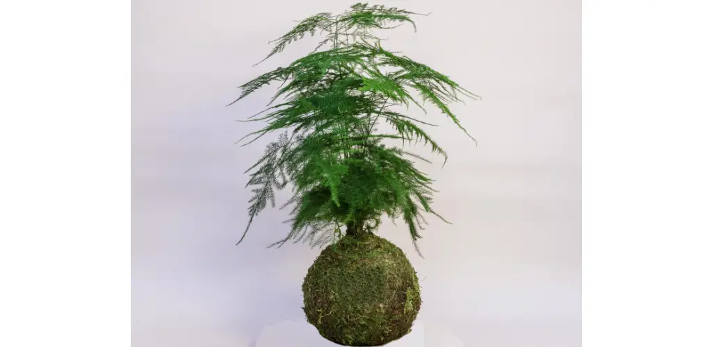 Kokedama esparraguera plumosa al mejor precio en NAscapers