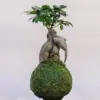 kokedama ficus ginseng al mejor precio en NAscapers