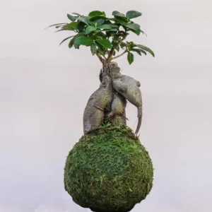 kokedama ficus ginseng al mejor precio en NAscapers