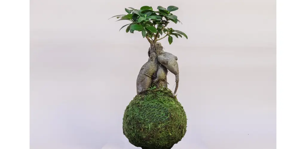 kokedama ficus ginseng al mejor precio en Bonsáis Online