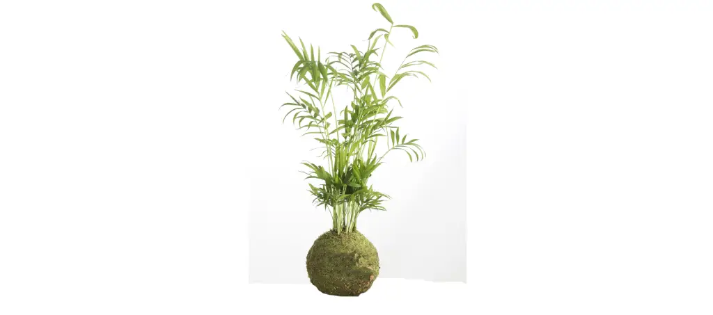 Kokedama palmera chamaedorea al mejor precio en NAscapers Online