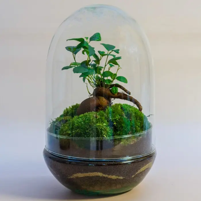 Terrario Cartagena mediano al mejor precio en NAscapers