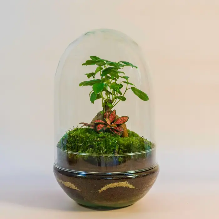 terrario rio mediano al mejor precio en NAscapers