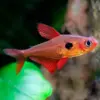 Pez Tetra Fantasma Rojo