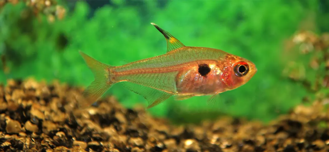 Pez Tetra Fantasma Rojo