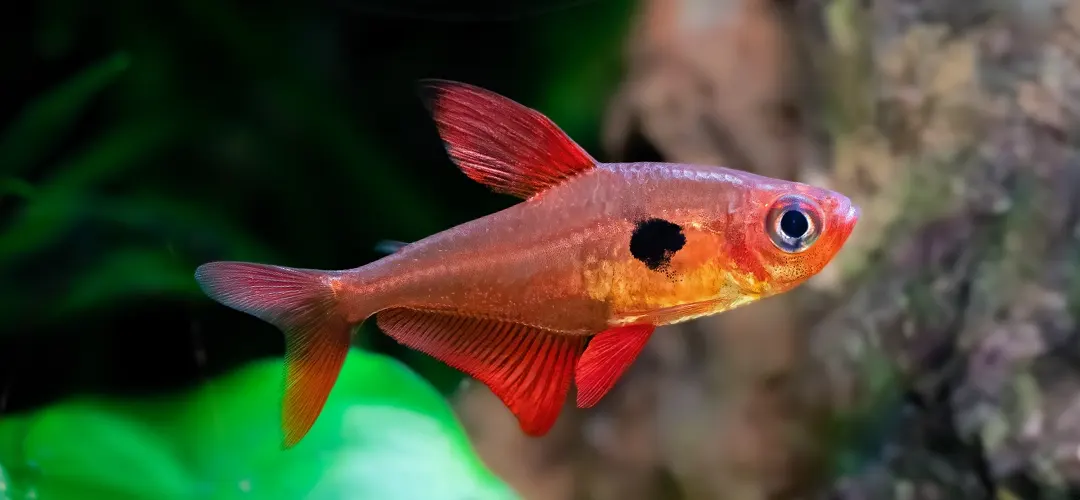 Pez Tetra fantasma rojo