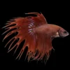 Betta Macho Cola Corona Rojo nascapers.es