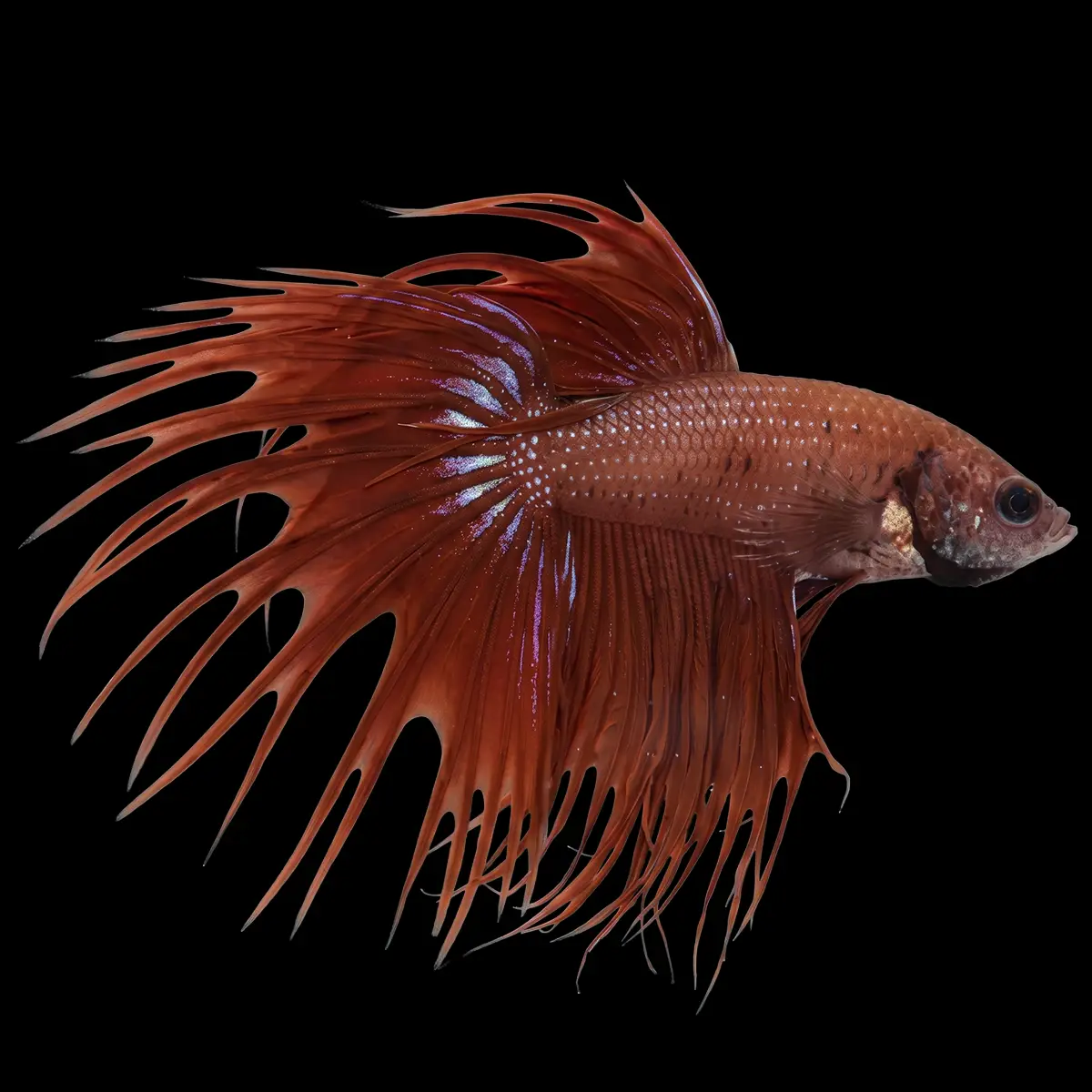 Betta Macho Cola Corona Rojo nascapers.es