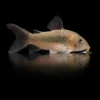 Corydoras Aeneus Bronce nascapers.es