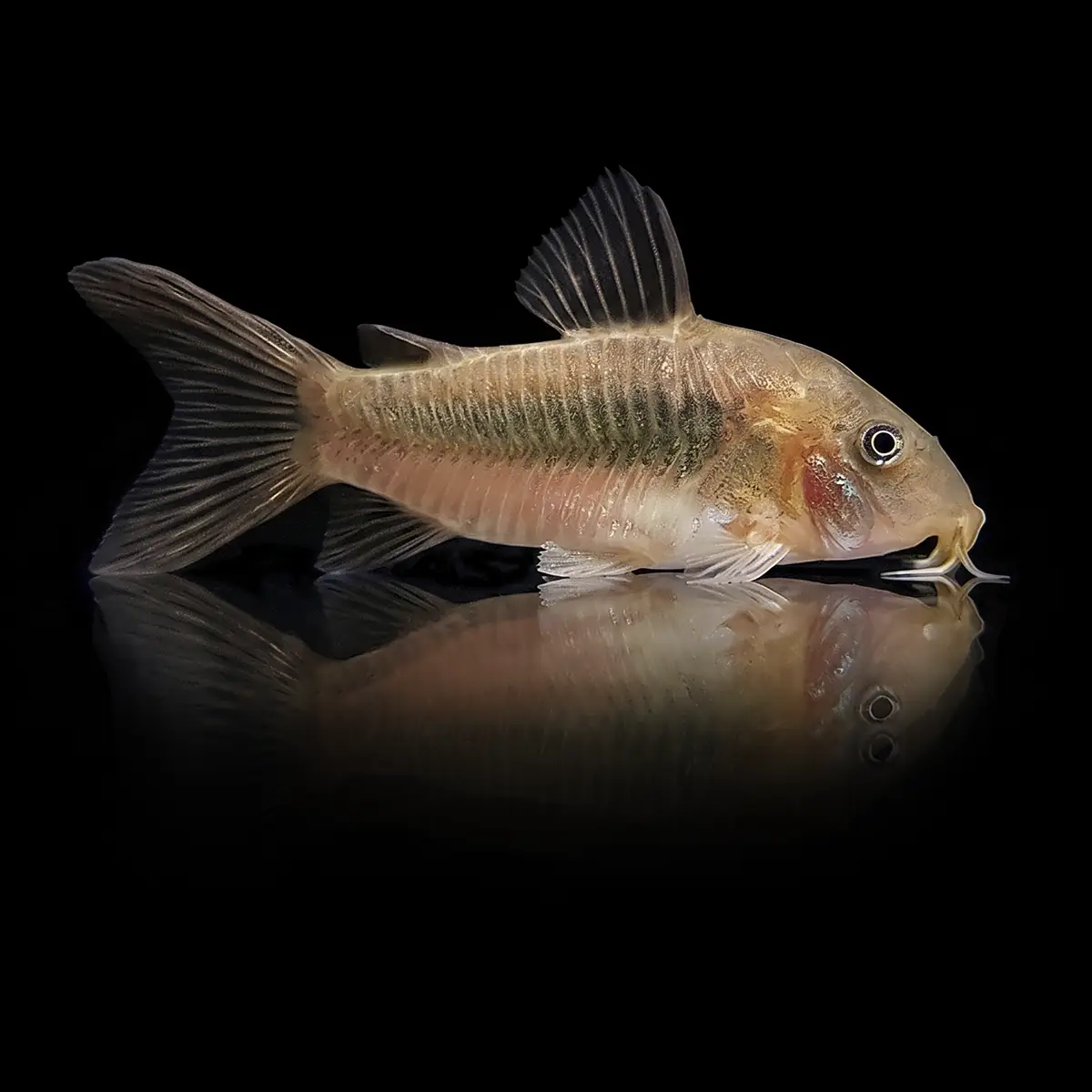Corydoras Aeneus Bronce nascapers.es