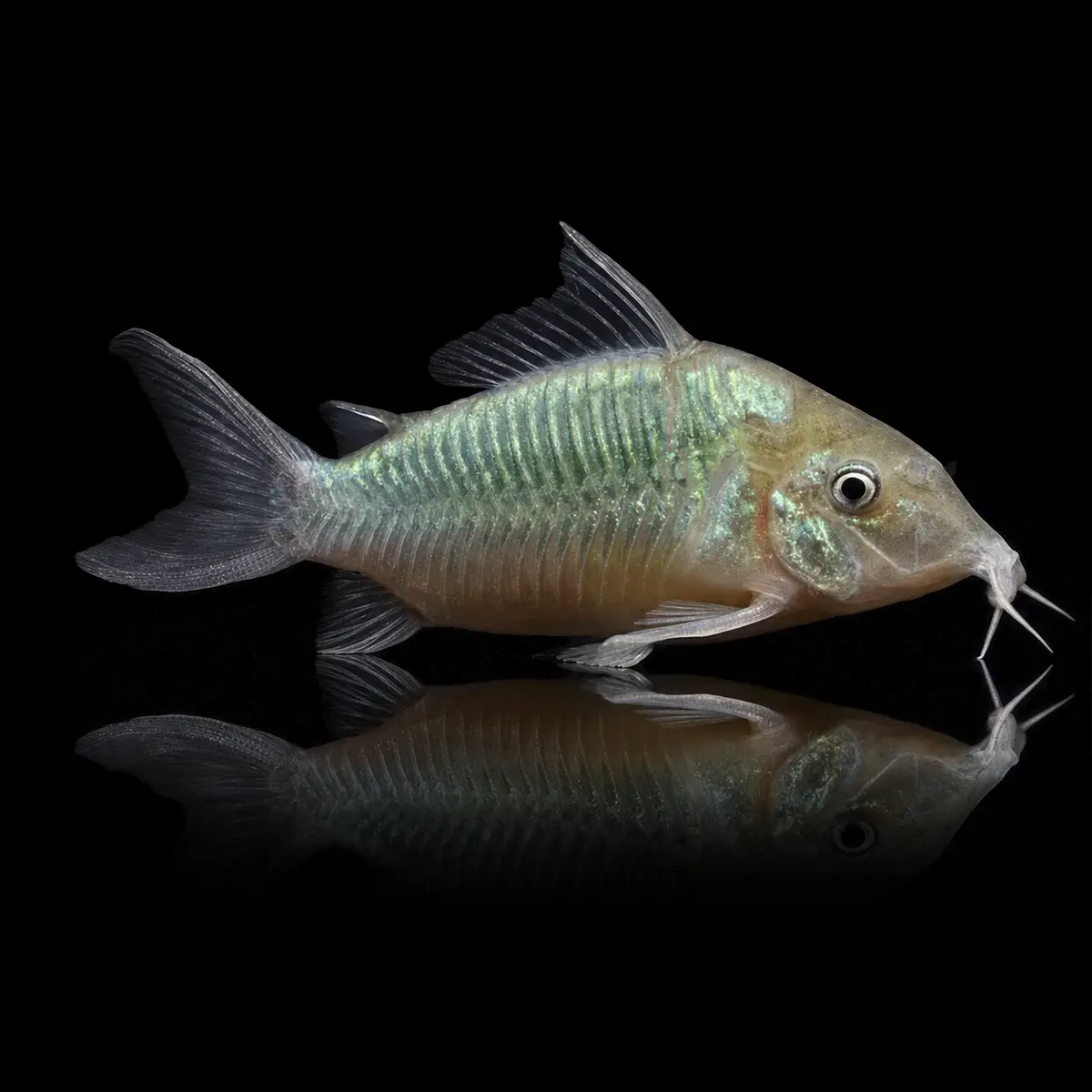 Corydoras Esmeralda | Corydoras splendens nascapers.es
