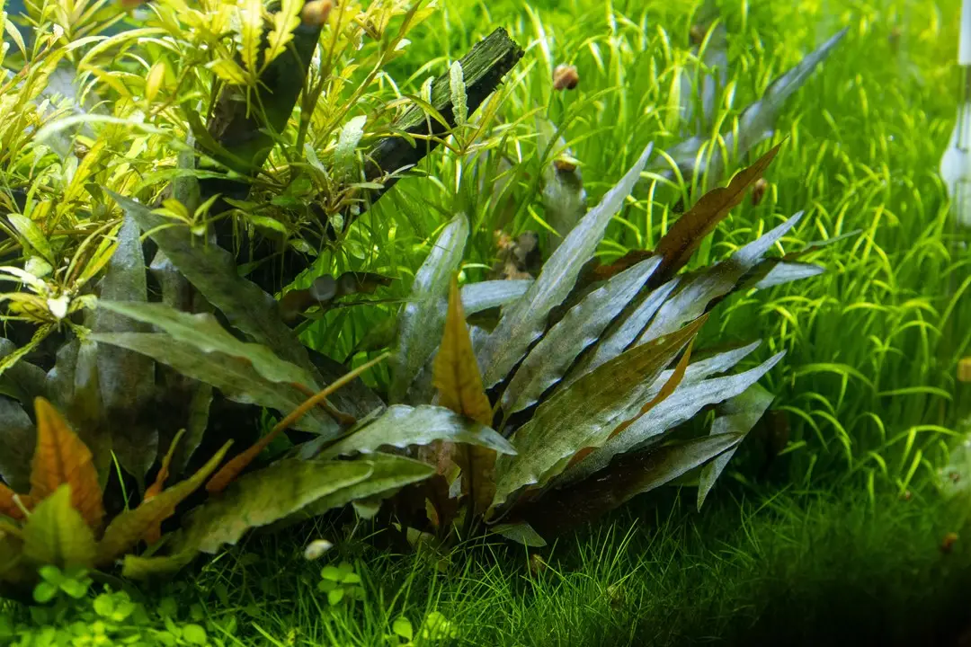 Cryptocoryne en NAscapers Acuarios Naturales