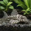 Hypancistrus Tigre Rey L066 nascapers.es