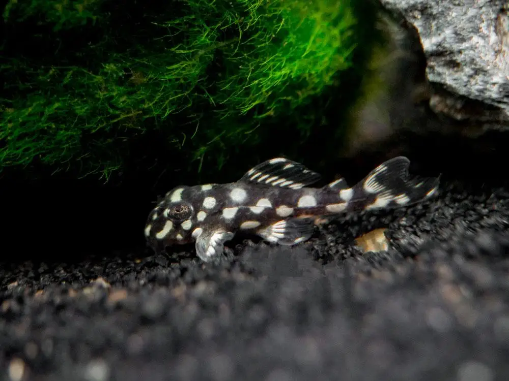 L201-Hypancistrus-Inspector al mejor precio en NAscapers